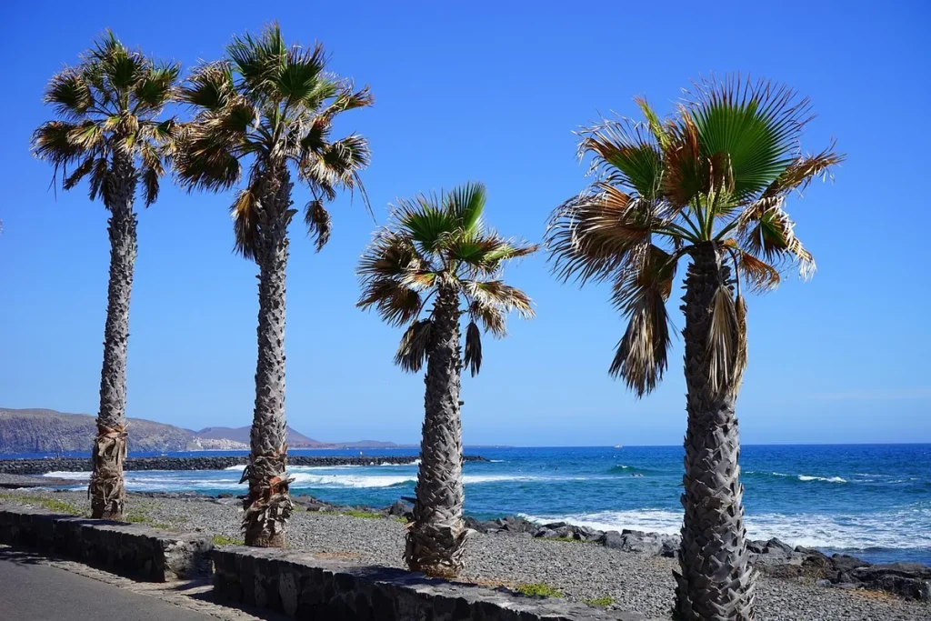 Pálmafás tengerparti sétány Playa de las Américasban